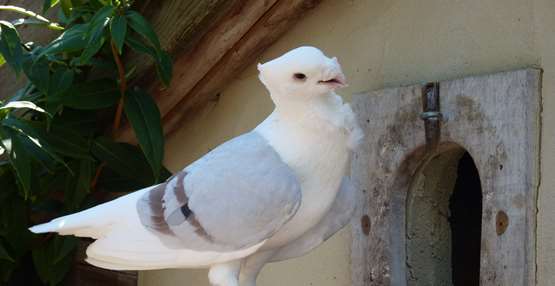 GaiaZOO Dierentuin Oud Hollandse meeuw