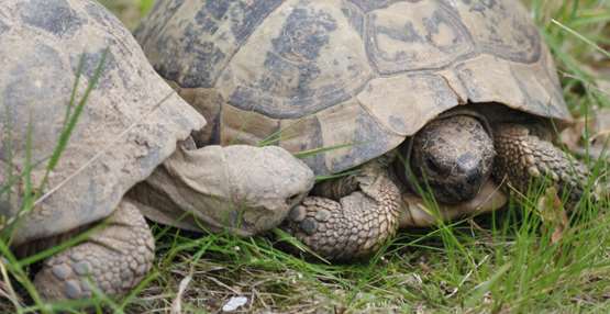 Griekse landschildpad foto 3