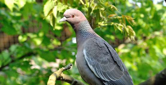 GaiaZOO Dierentuin Picazuro duif