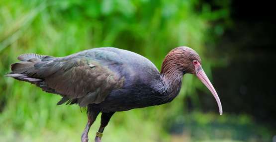 GaiaZOO Dierentuin Puna ibis