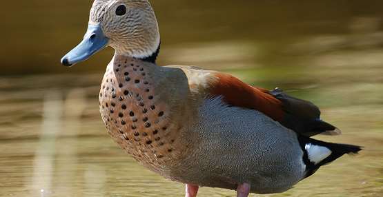 GaiaZOO Dierentuin Roodschoudertaling