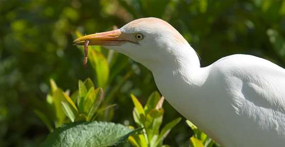 GaiaZOO Dierentuin Koereiger