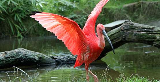 GaiaZOO Dierentuin Rode Ibis