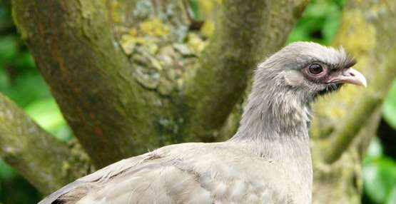 GaiaZOO Dierentuin Chachalaca