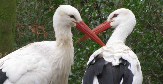 GaiaZOO Dierentuin Ooievaar