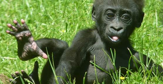 GaiaZOO Dierentuin Gorilla Mosi