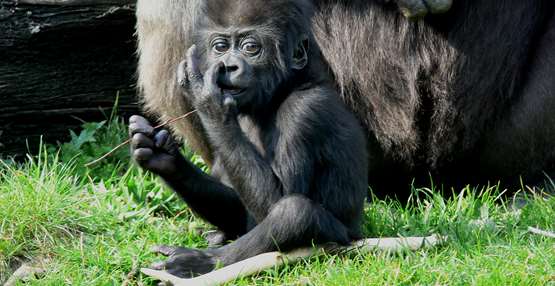 GaiaZOO Zoo Gorilla 