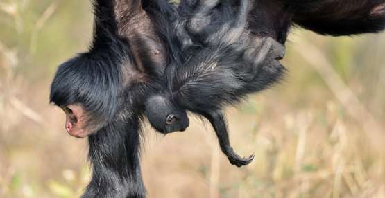 GaiaZOO Dierentuin Roodgezicht Slingeraap  