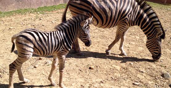 Zebra geboren GaiaZOO 4