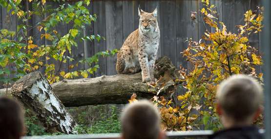 GaiaZOO lynx herfst