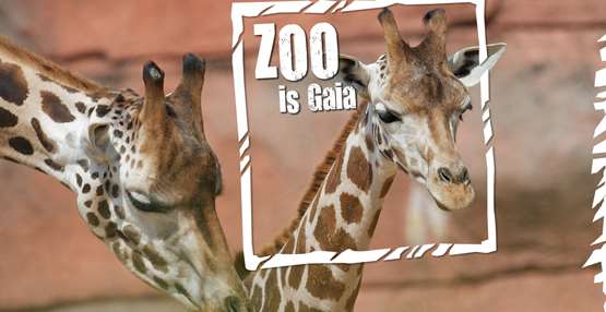 GaiaZOO - giraffe - ZOO is Gaia_zonder logo