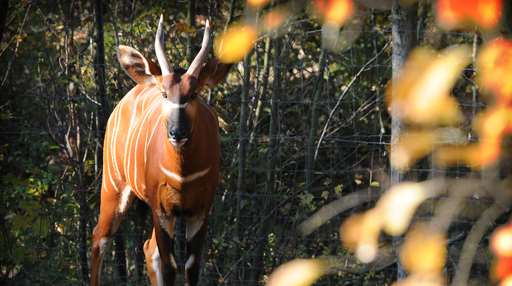 Bongo dierentuin GaiaZOO