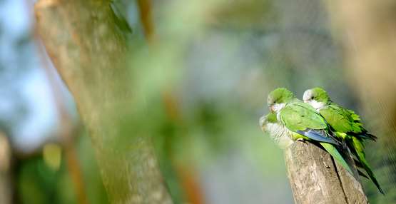 Vreemde Vogel GaiaZOO