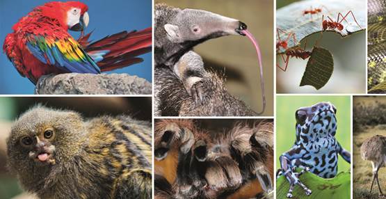 10 nieuwe dieren GaiaZOO 2015