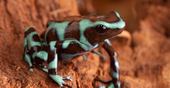 groen-zwarte gifkikker (auratus)