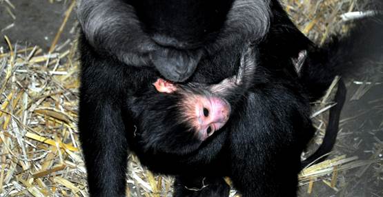 Kuif mangabey geboren in GaiaZOO