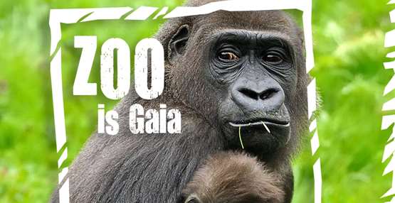 GaiaZOO - Gorilla met jong - ZOO is Gaia