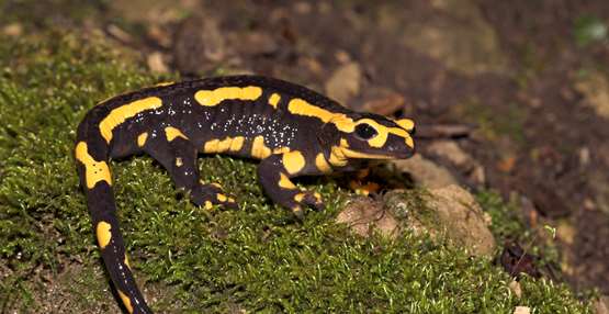 vuursalamander (Jelger Herder)