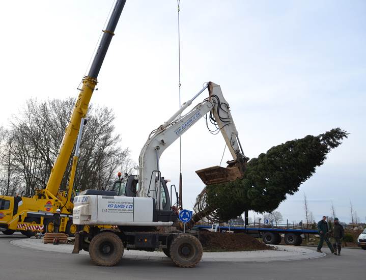 Aankomst mammoetboom