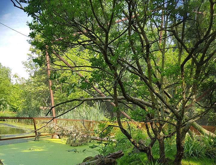 Natuur in de volière