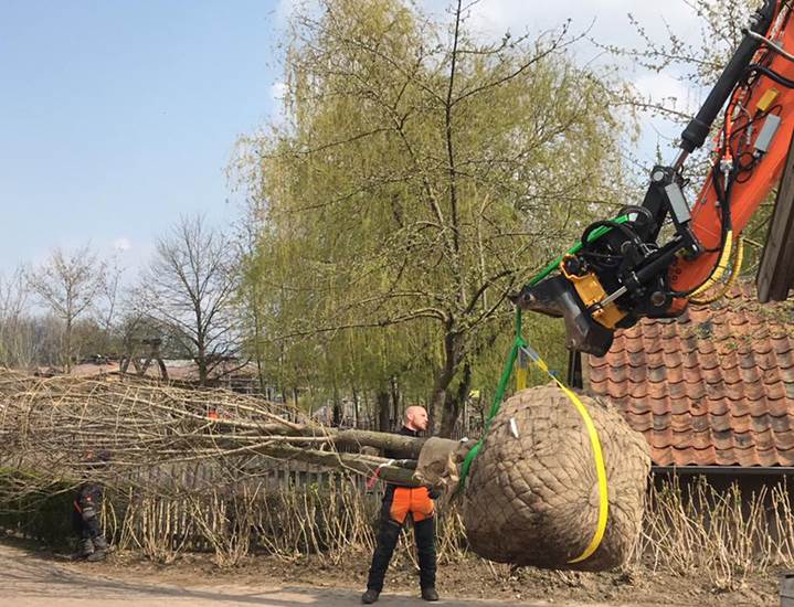 De nieuwe bomen zullen zorgen voor schaduw op het terras van Gaia's Kitchen