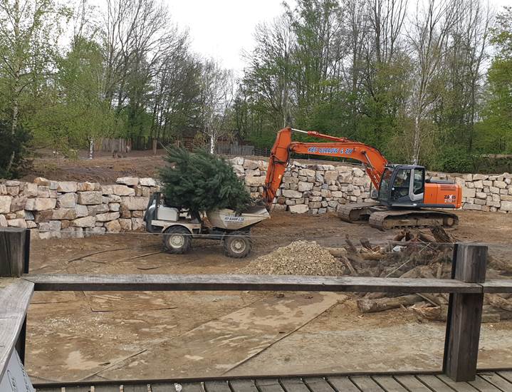 De keerwanden tussen het nieuwe rendierenperk en het verblijf voor de vicuña’s zijn geplaatst en daar tegenaan is grond aangebracht. Deze helling wordt beplant met naaldbomen en aangekleed met grote keien, waardoor je je straks in het Andesgebergte waant.