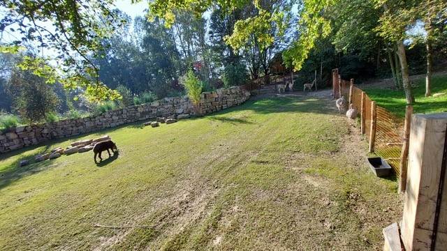 Er worden drie diersoorten aan elkaar geïntroduceerd: de vicuña, de tapir en de Darwin nandoe. 