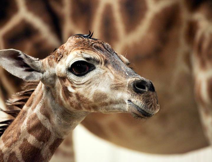 GaiaZOO - Giraffe 26. Juni 2012