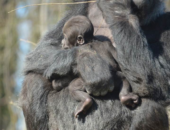 GaiaZOO - Gorilla - 31. Dezember 2012 - auf diesem Foto ist das Junge zwei Monate alt