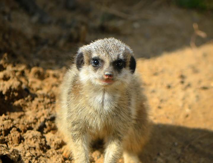 GaiaZOO - Erdmännchen - Februar 2012