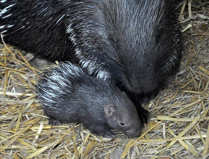 GaiaZOO - Stachelschwein - Mai 2012