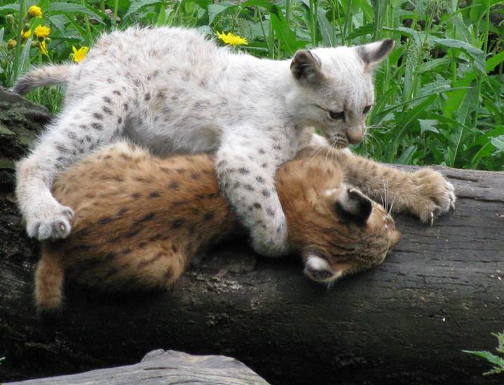 GaiaZOO - Luchs Mai 2012