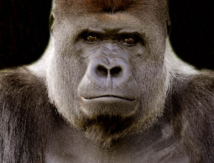 Gorilla Makula