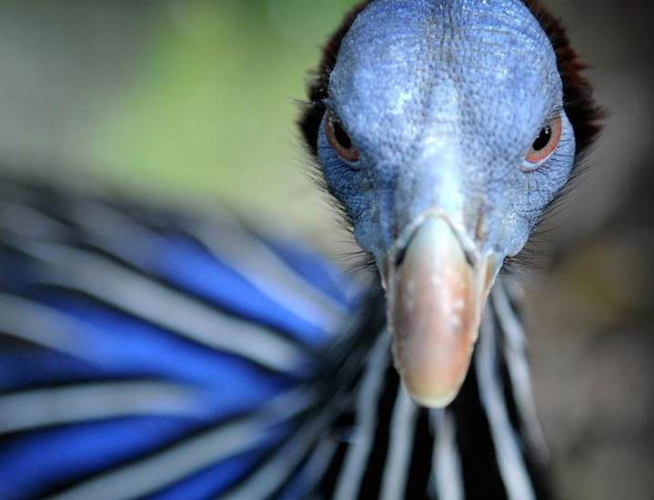 Geierperlhuhn im GaiaZOO