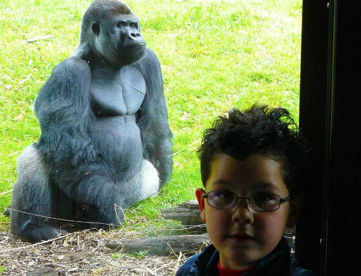 Gorilla Makula ist ganz schön nah dran