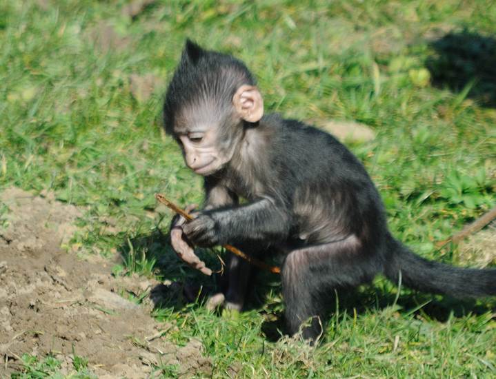 Kuifmangabey geboren 21 januari 2015