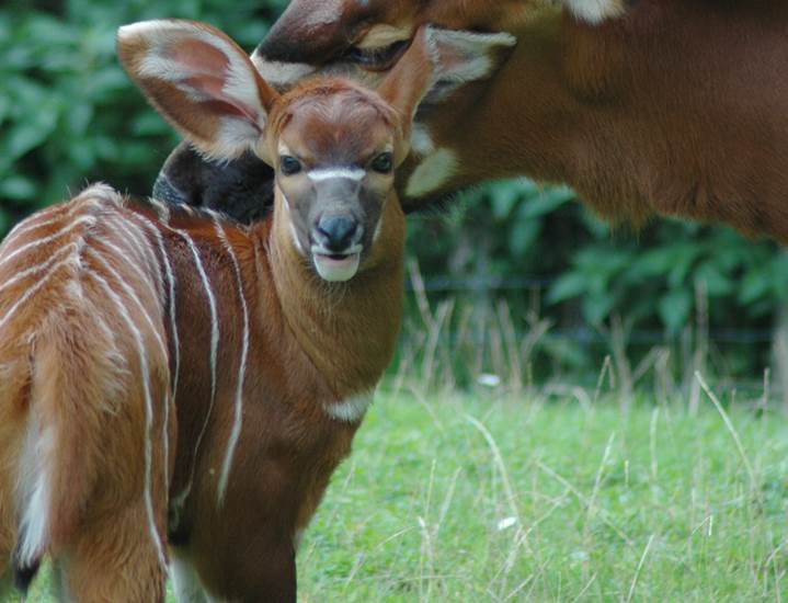 Bongo geboren 31 oktober 2015