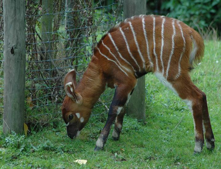 Bongo geboren 31 oktober 2014