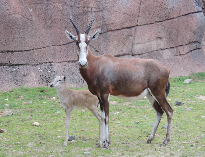 GaiaZOO - Blesbok - Jong