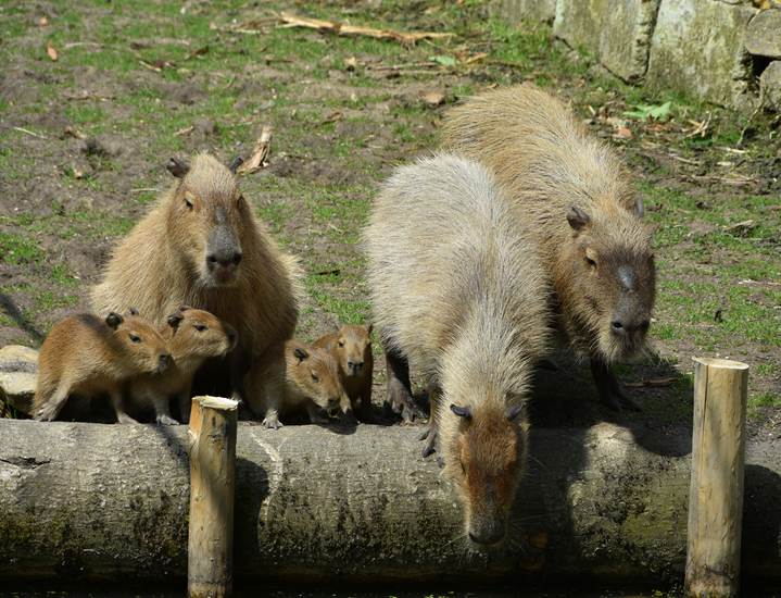 Wasserschwein GaiaZOO - (Juni 2015)