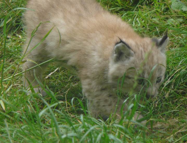 GaiaZOO - Luchs