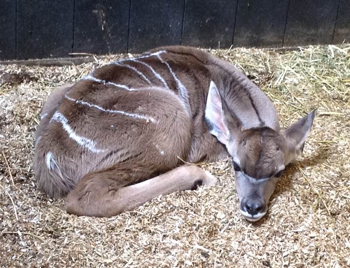 großen Kudu 12.08.2015