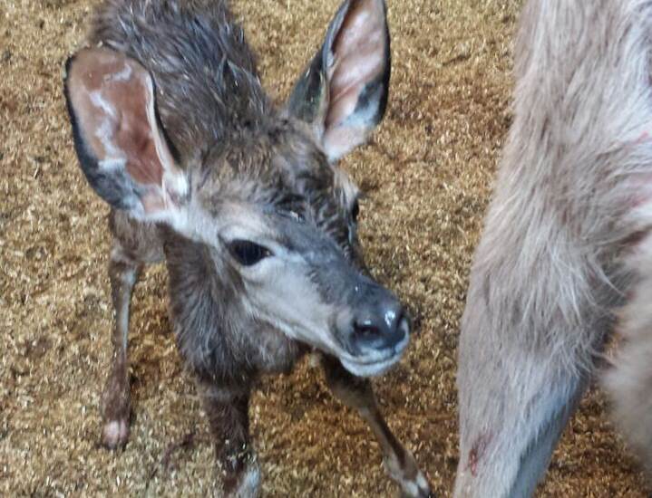 großen Kudu 17.08.2015