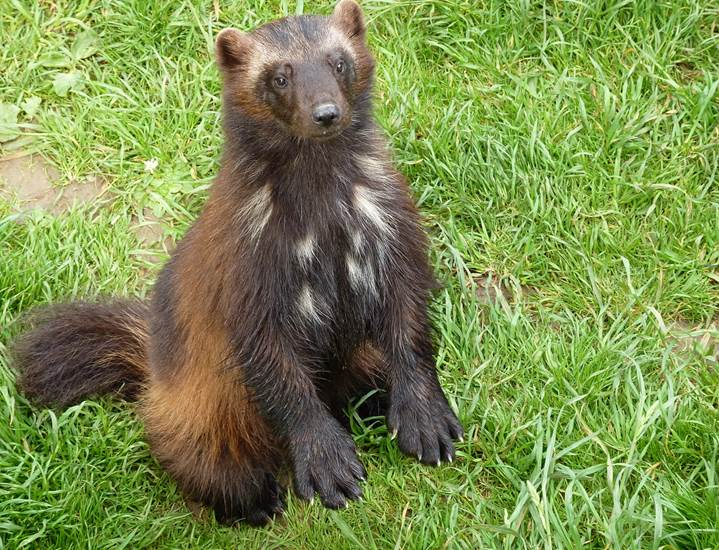 Der Vielfraß ist eine der Tierarten aus dem GaiaZOO, die am EEP-Zucht-Programm teilnimmt.