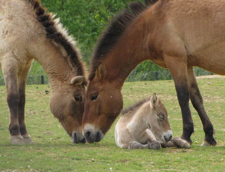 3	Przewalskipferde, die 1968 in freier Wildbahn als ausgestorben galten, sind dank des Züchtens in Tierparks mittlerweile wieder ausgewildert worden. An Auswilderungsprojekten nahmen in den letzten Jahren auch mehrere Fohlen aus dem GaiaZOO teil