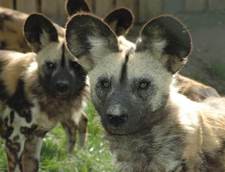 Der GaiaZOO hat eine eigene Naturerhaltungsstiftung: den Gaia Nature Fund. Die Stiftung unterstützt diverse Projekte, die Natur und Tiere beschützen, wie zum Beispiel den afrikanischen Wildhund.