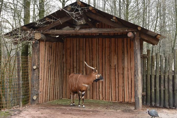 Week 2 - Werkzaamheden bongo's - GaiaZOO