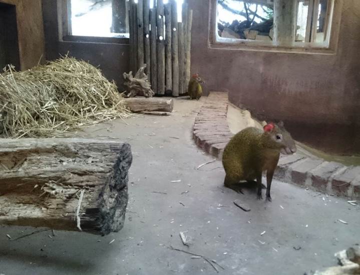 Week 5 - Agouti's zichtbaar in verblijf reuzenmiereneter - GaiaZOO