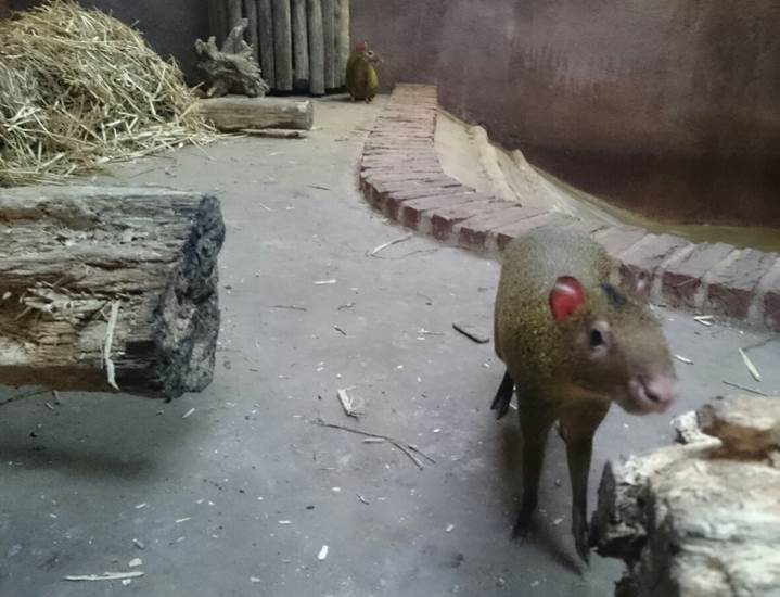 Week 5 - Agouti's zichtbaar in verblijf reuzenmiereneter - GaiaZOO