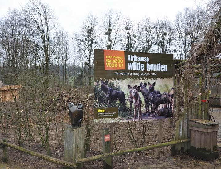 Week 12 - Afrikaanse wilde honden - GaiaZOO